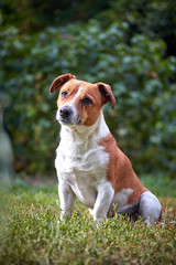 Cute beautiful dog Jack Russell on a walk carefully examines the world.