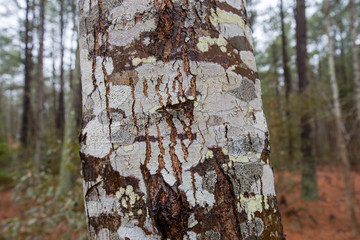 close up of patterns on tree bark at flag ponds nature park in calvert county southern maryland usa - obrazy, fototapety, plakaty