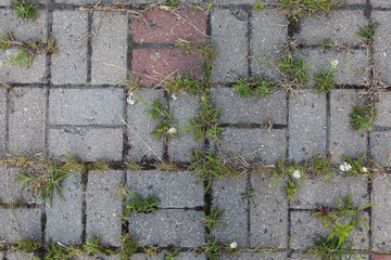 Street stone tile pavement with grass, breaking through it to sun