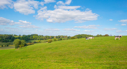 Herd of cows in a green meadow below a blue sky in sunlight in autumn