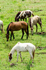 The horse is eating grass