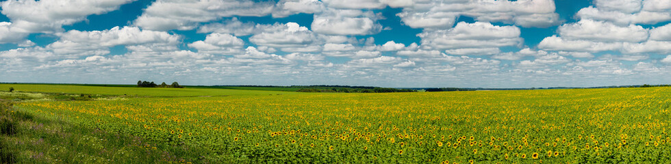 Obraz premium Panoramic view of a field of sunflowers on a background of a blue sky with white clouds. Kharkov region, Ukraine