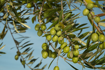 Olive tree full of ripe olives before harvest.