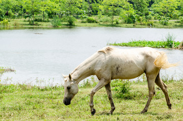 The horse is eating grass