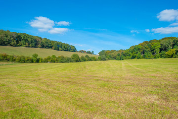 Trees in a meadow on a hill below a blue sky in sunlight in autumn