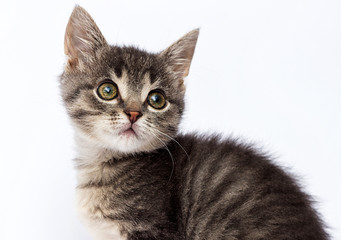 cute striped kitten looks up on a white background