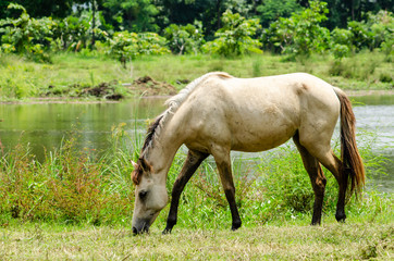 Fototapeta premium The horse is eating grass