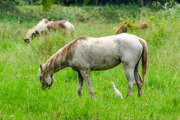 The horse is eating grass