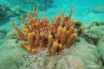 tropical fish in coral reef