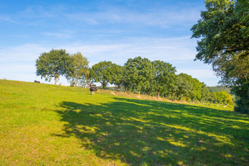 Herd of cows in a green meadow below a blue sky in sunlight in autumn