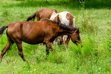 Fototapeta na wymiar The horse is eating grass