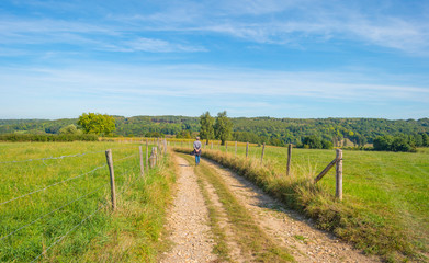 Trees in a meadow on a hill below a blue sky in sunlight in autumn