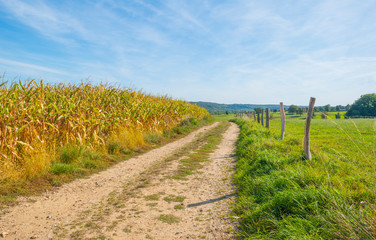 Fototapeta na wymiar Corn growing in a field below a blue sky in sunlight in autumn