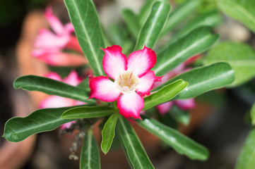 beautiful of desert rose