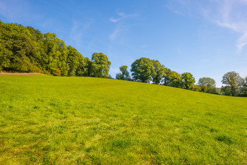 Trees in a meadow on a hill below a blue sky in sunlight in autumn