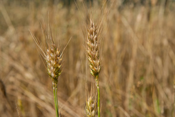 Başak ve buğday