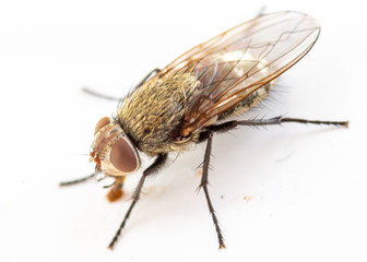 Musca domestica (House fly) macro photography