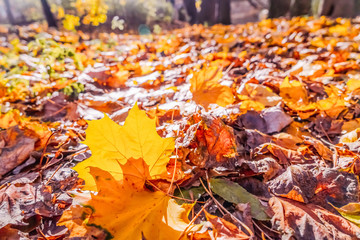 Vibrant fall foliage