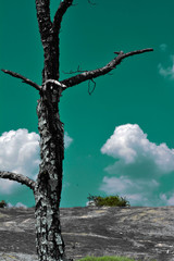 Fototapeta premium Persistent Survival - Landscape Photography