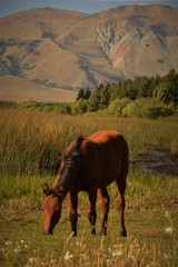 pastando en la patagonia