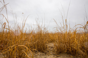 winter grass on beach at flag pond nature park in calvert county southern maryland usa