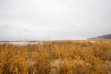 winter grass on beach at flag pond nature park in calvert county southern maryland usa - obrazy, fototapety, plakaty
