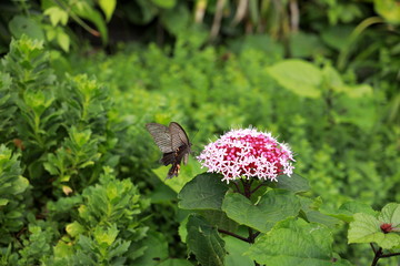 Obraz premium ボタンクサギの蜜を求めるクロアゲハ