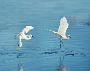 Snowy Egrets in flight over lake