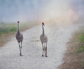 sandhill crane family walking on a rural road