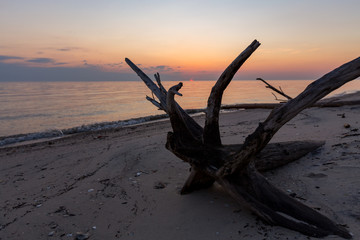 beautiful sunrise on the chesapeake bay with driftwood in southern maryland calvert county usa