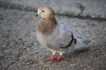 Oiseaux
