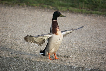 Oiseaux