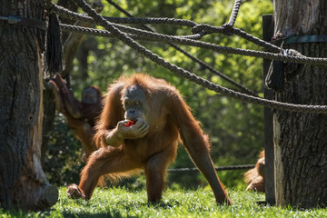 Orangutan, orang-utan, orangutang, orang-utang, the most intelligent primate