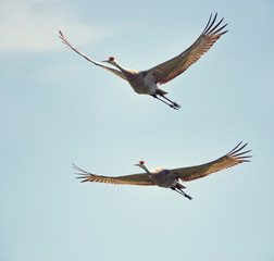 sandhill cranes in flight against the sky