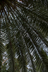 Palm leaves against the blue sky. Beautiful tropical background.