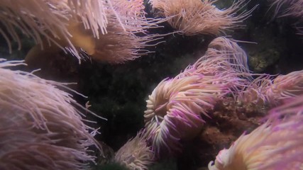 Underwater view from Anemones. Corals in a marine with anemones moving with the underwater stream