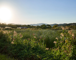 Fototapeta na wymiar A view of the reed beds during a sunny day at the Suncheonman Bay Wetland Reserve in South Korea.