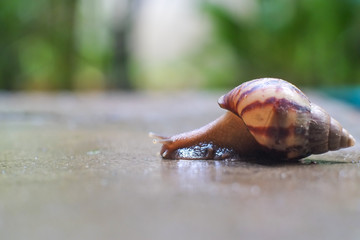 Snail are crawl on cement floor that are wet water after rain with blurred background and bokeh.