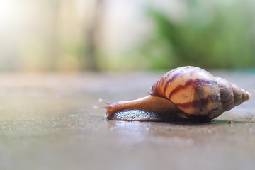 Snail are crawl on cement floor that are wet water after rain with blurred background and bokeh.