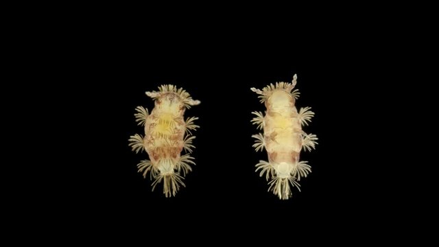 a young millipede Polyxenus lagurus under a microscope, belongs to the class Diplopoda, prefers a moderately moist and dry environment. Dwell in moss, under the trunks of old trees, on the ground in