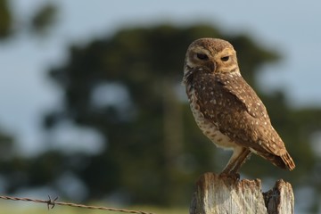 Owl