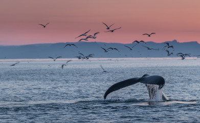 Humpback whales in the beautiful sunset landscape