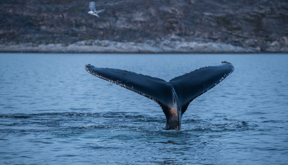 Humpback whales in the beautiful sunset landscape