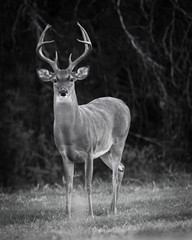Whitetail Buck Black and White