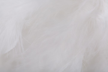 Feathers texture. Closeup of downy feathers