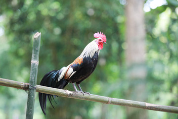 The style of the Thai jungle fowl