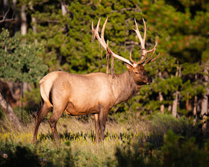 Bull Elk at Dawn