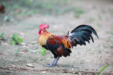 The style of the Thai jungle fowl