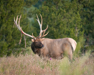 Naklejka na ściany i meble Ragged Bull Elk