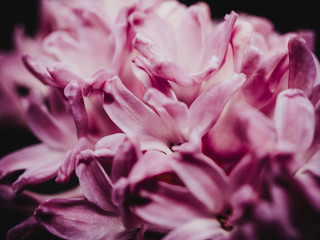 Macro shot of hyacinth blossoms